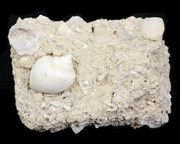 Eocene Fossil Gastropod (Globularia) - Damery, France #32426